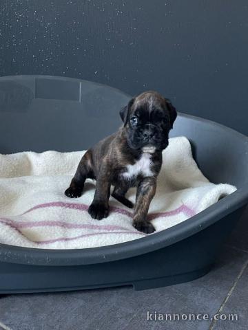 chiots boxer a donner 