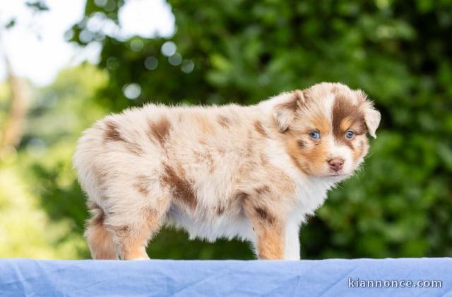 chiots berger australien mâle a donner 