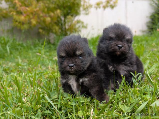 chiots spitz allemand race pure 