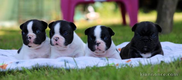 Dons chiot bouledogue français 