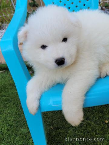 Bébé chiot samoyède a donner 