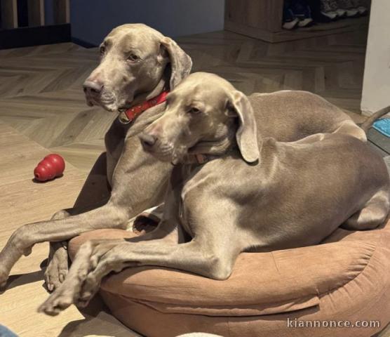 Magnifiques chiots Braque de Weimar - Argentia Mist A.....