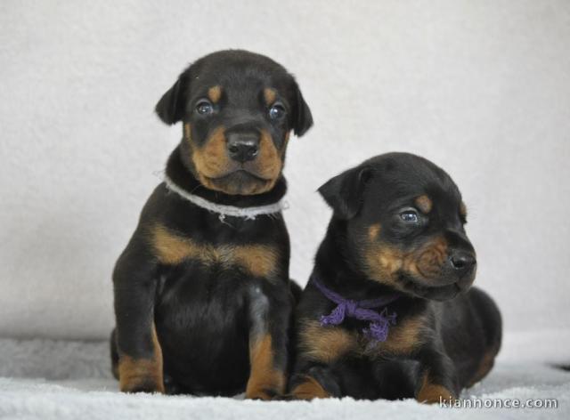 Chiots Dobermann à adopter 
