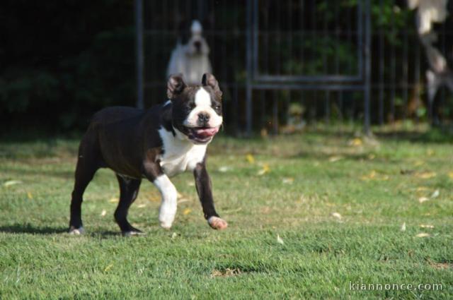 Adorable chiot Boston terrier mâle a donner 