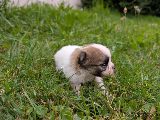 Dons chiot spitz allemand 