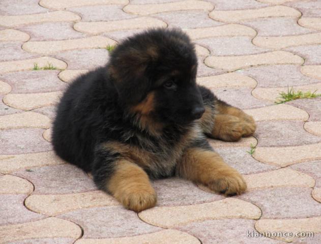Adorable chiot berger allemand lof 