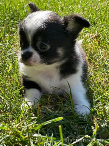 Bébé chiot chihuahua femelle 