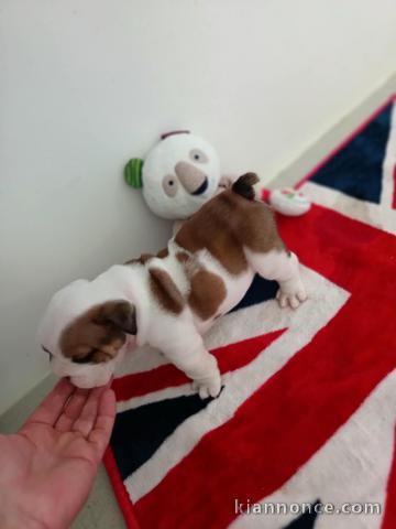 Dons chiot bulldog anglais a donner 