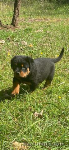 Je donne chiot rottweiler disponible 