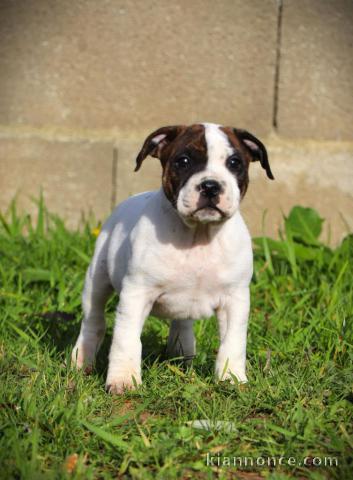 Chiots staffie à adopter 