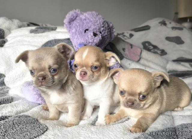 Adoption chiot chihuahua mâle et femelle 