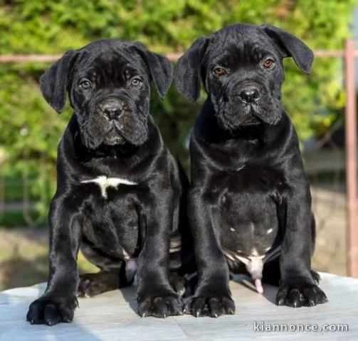 Je donne chiot Cane corso femelle 