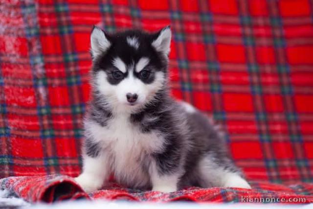 Chiots husky sibérien à donner 