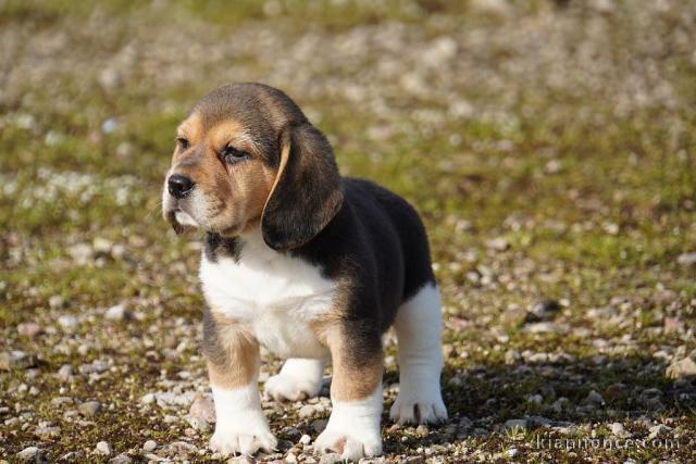 Je donne chiot beagle disponible 