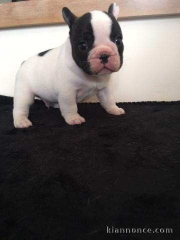Je donne chiot bouledogue français 