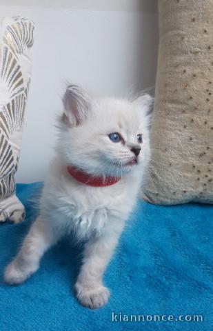 bébé chaton ragdoll disponible 
