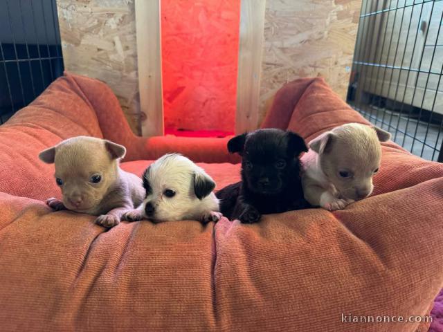 Dons chiot chihuahua 