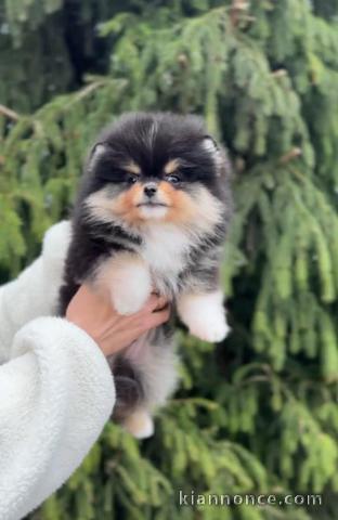 chiots spitz allemand race pure 