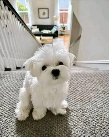 Dons chiot bichon maltais mâle a donner 