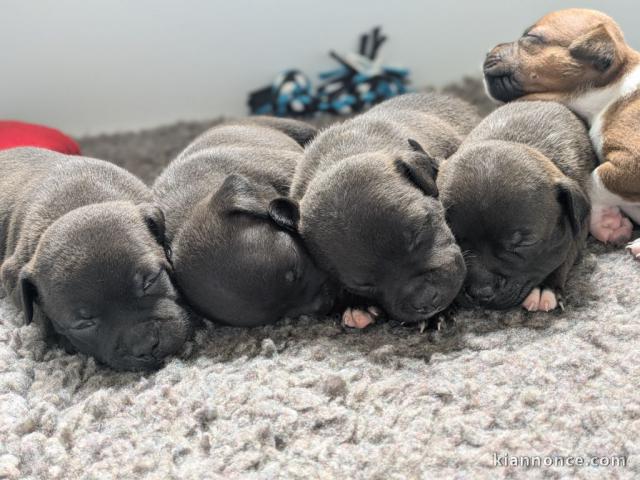 chiots staffie aux yeux disponible 