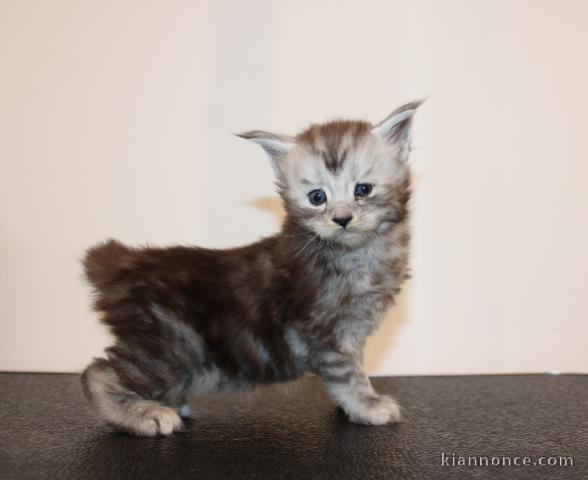 bébé chaton Maine coon 