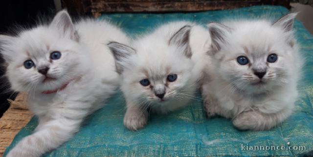 adorable chaton ragdoll disponible 