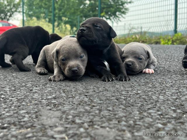 adoption chiot staffordshire terrier femelle et mâle 