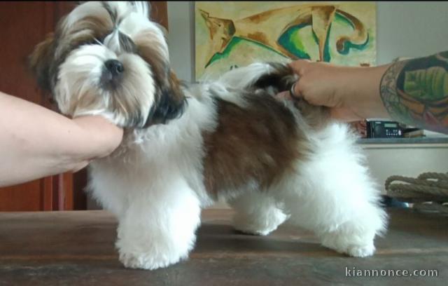 chiots Shih Tzu femelle adorable 