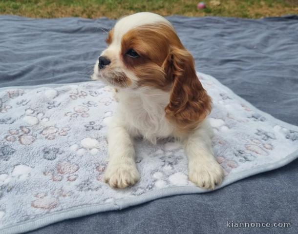 chiots cavalier king charle femelle a donner 
