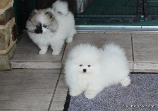 chiots spitz allemand à adopter 