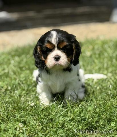 chiots cavalier king charle femelle a donner 
