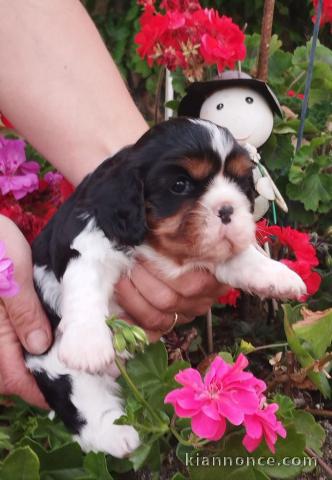 je donne chiot cavalier king charle disponible 