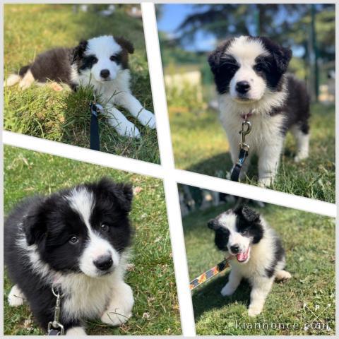 chiots border collier a donner 