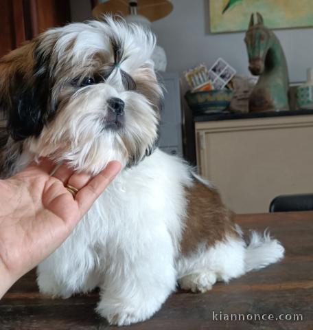 chiot Shih Tzu à donner 