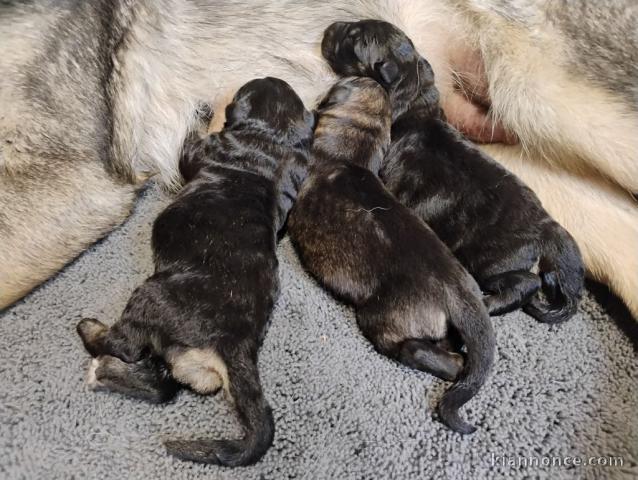 chiots berger allemand à réserver 
