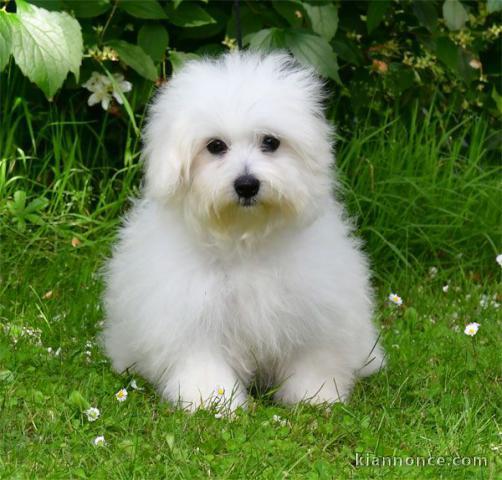 chiot coton de Tuléar à donner femelle 