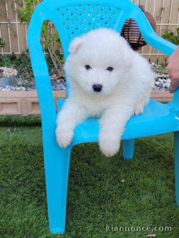 chiot samoyède a donner mâle 