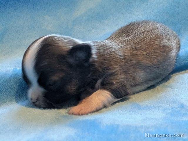 Chiots chihuahua à adopter 