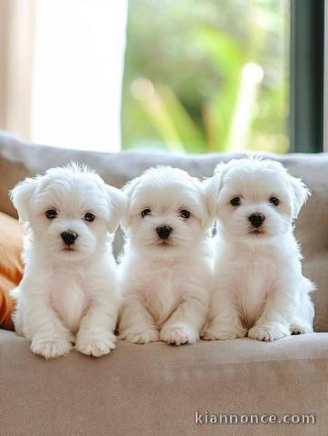 Chiots bichon frisé à donner 