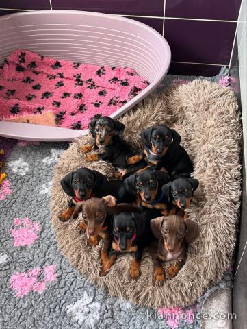 chiots teckel à donner 