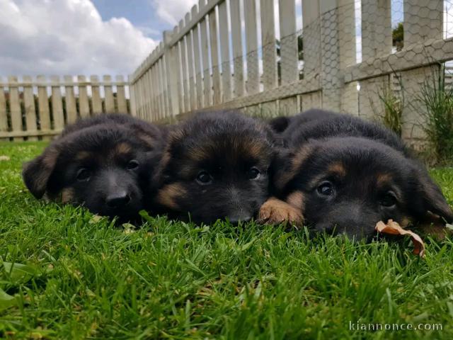 Je donne chiot berger allemand 