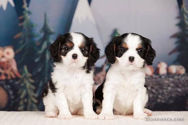 Chiots cavalier king charle disponible pour adoption 