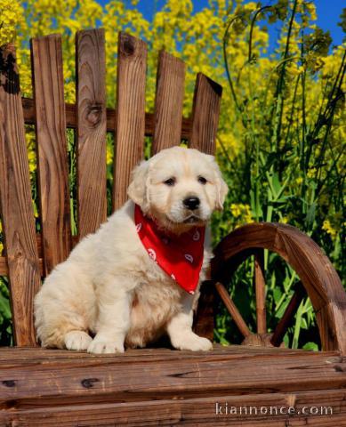 Chiots golden retriever mâle a donner 