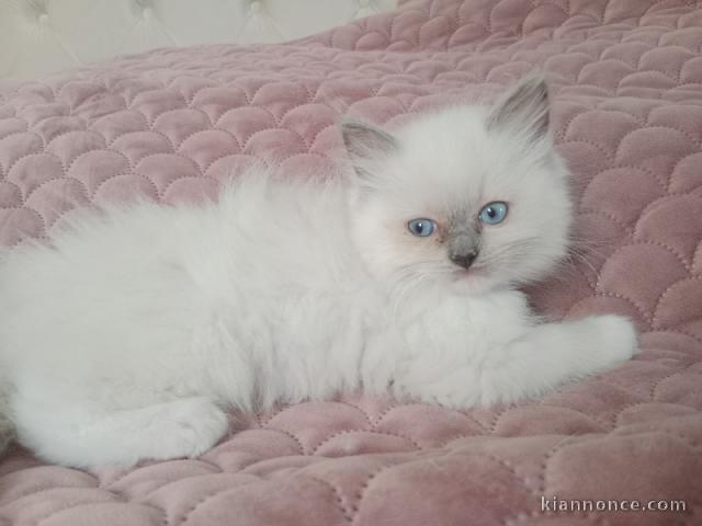 chaton ragdoll à donner 