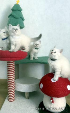 chaton ragdoll a donner 