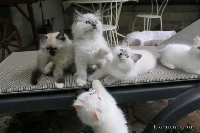 Magnifiques chatons disponibles