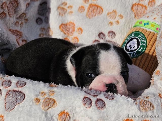 Dons chiot Boston terrier mâle 