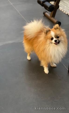 Chiots spitz allemand à adopter 