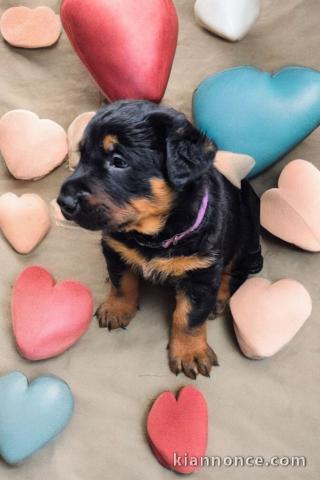 Adoption chiot rottweiler à donner 