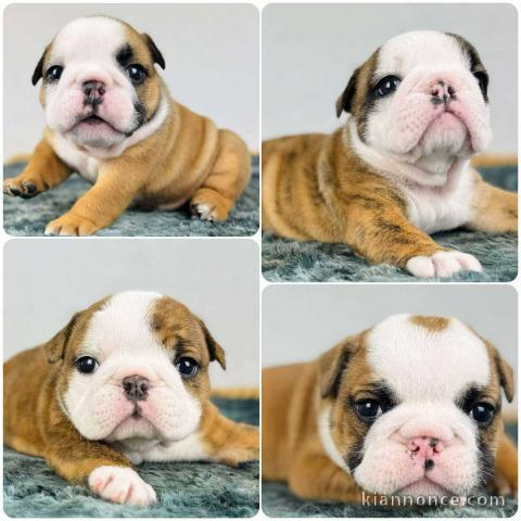 Chiots bulldog anglais lof à donner 